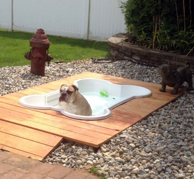 Bone-Pool-for-Dogs