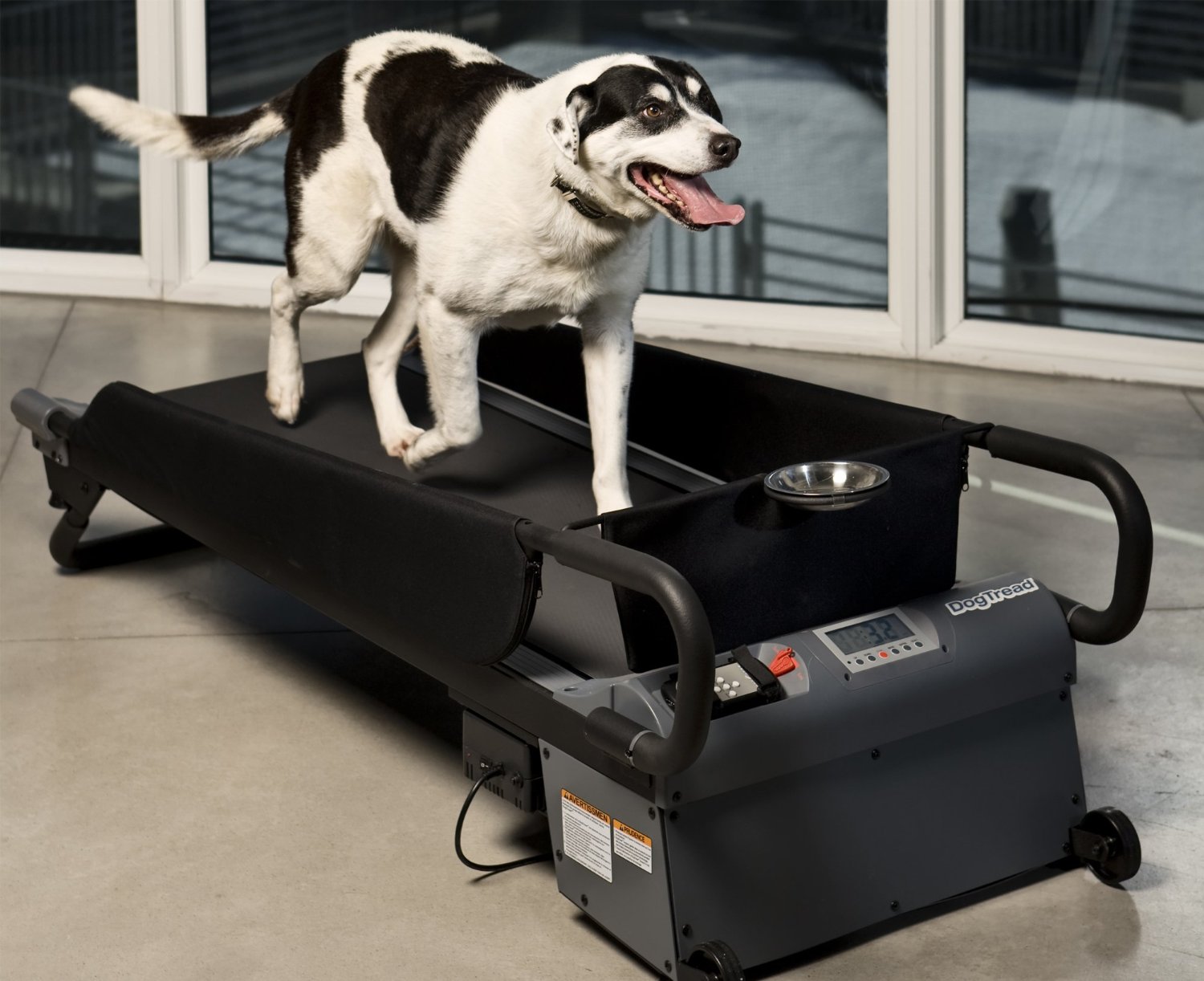 dog treadmill