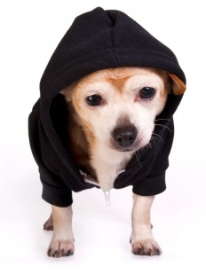 dog hoodie
