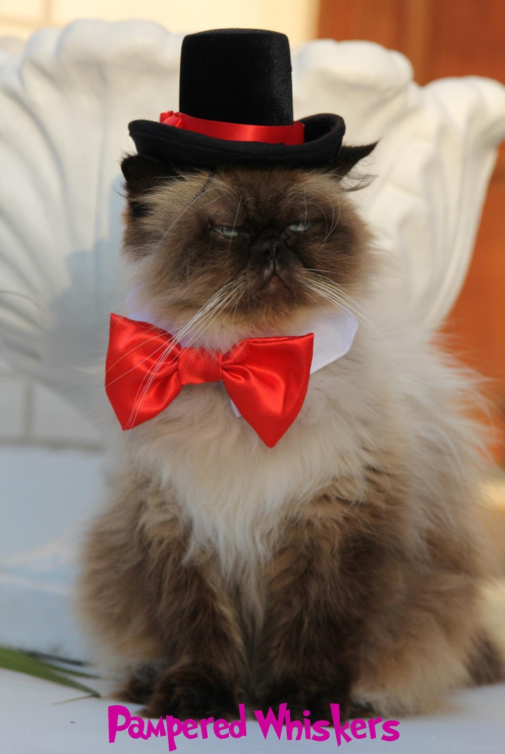pet top hat
