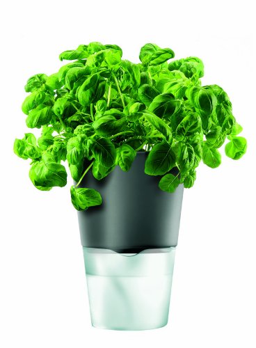 self watering plant